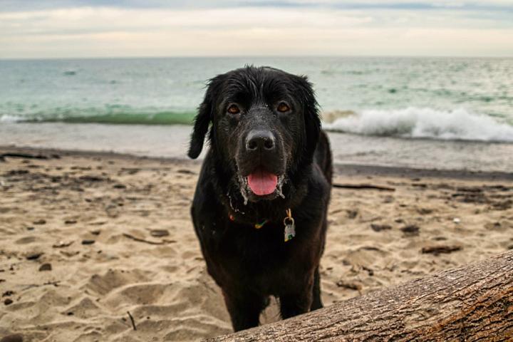 A dog enjoys a lake beach.