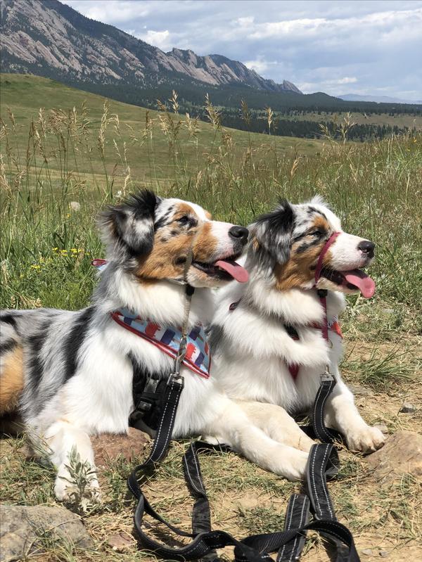 BringFido to Bark at the Park with the Colorado Rockies