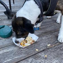 D.O.G. restaurant view 3