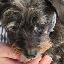 Sawtooth Brewery Public House restaurant view 1