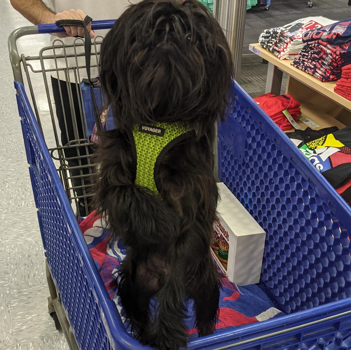 Academy sports dog friendly 2025
