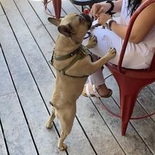 Sea Shanty Restaurant restaurant view 6