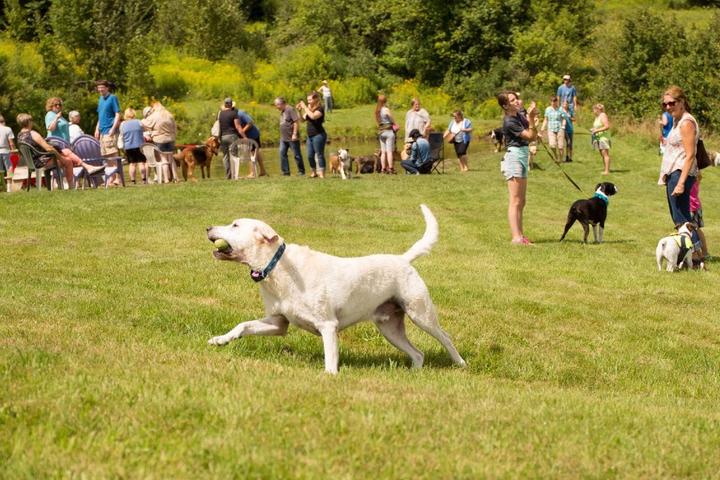 July Events to Mark on Fido's Calendar July Events to Mark on Fido's Calendar
