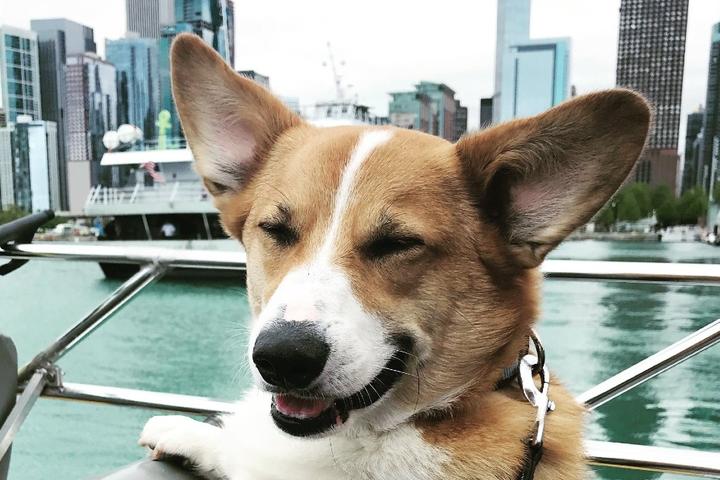 A cute corgi on a pet-friendly cruise in Chicago.