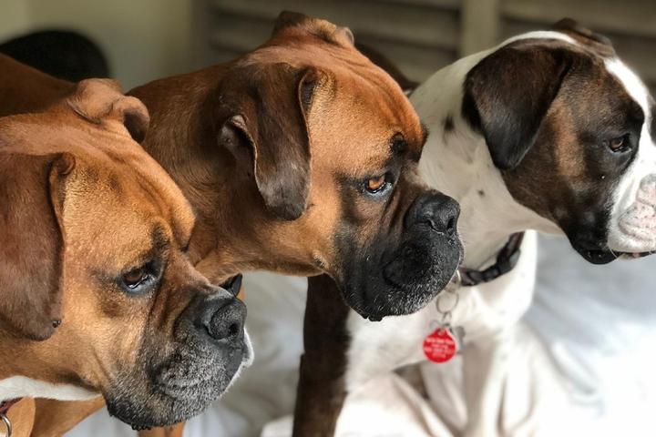 Three Boxers available for adoption.