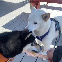 McSweeney's Red Hots restaurant view 2