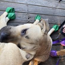 Castaways restaurant view 6