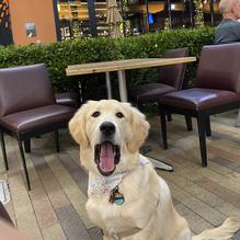 Grape Vine Cafe restaurant view 1