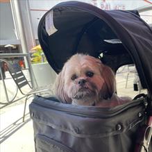 Johnny Rockets restaurant view 1