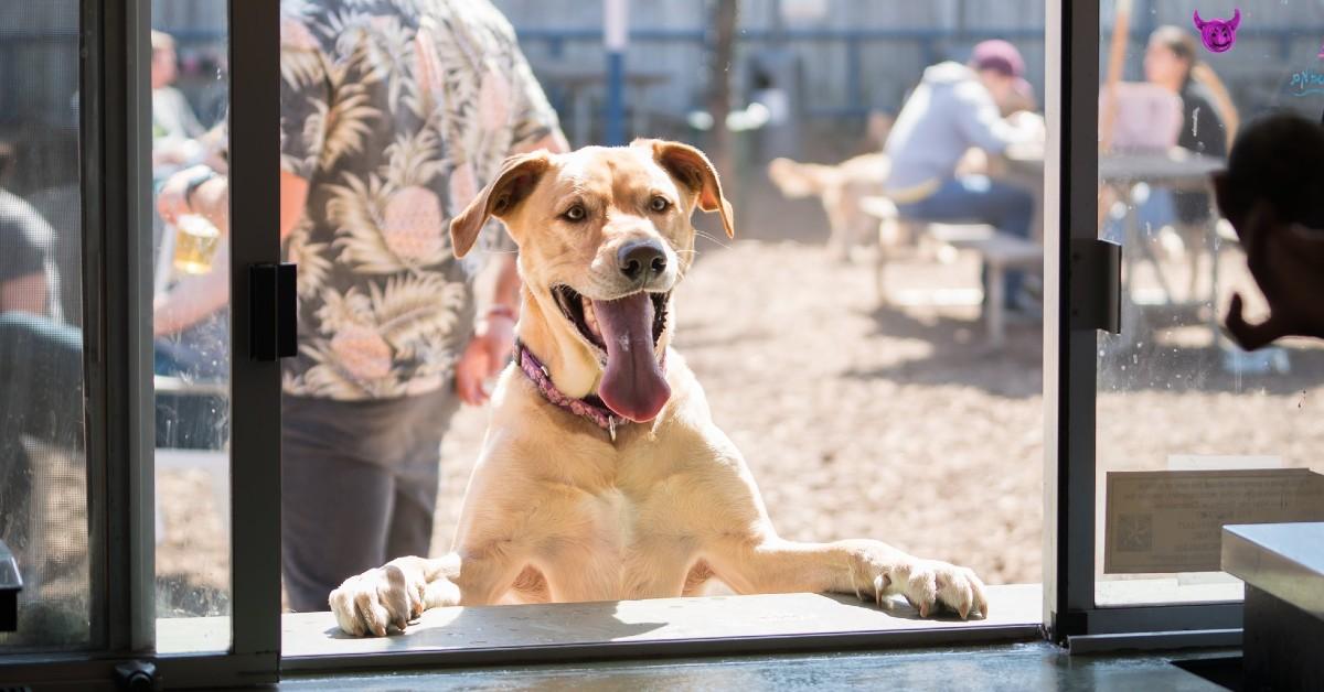 Belly Up to These 10 Dog Park Bars With Fido