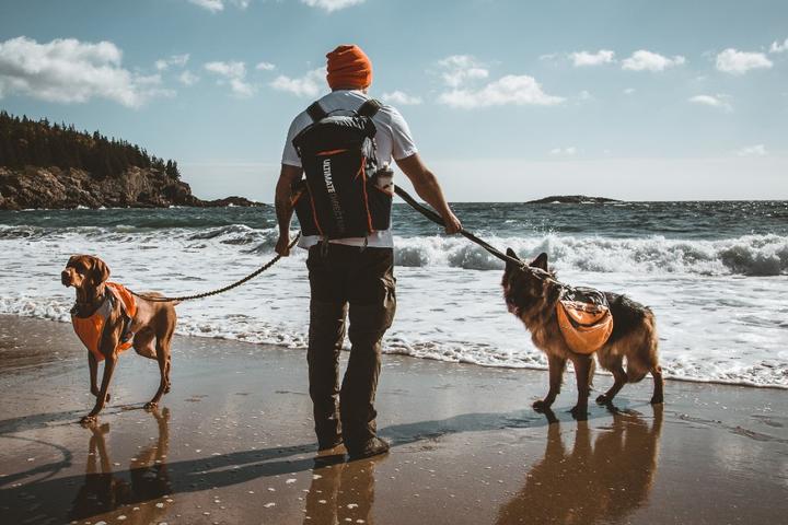 A man and his dogs go hiking in Maine