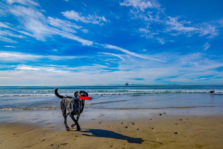 A dog with a toy walks along a dog beach