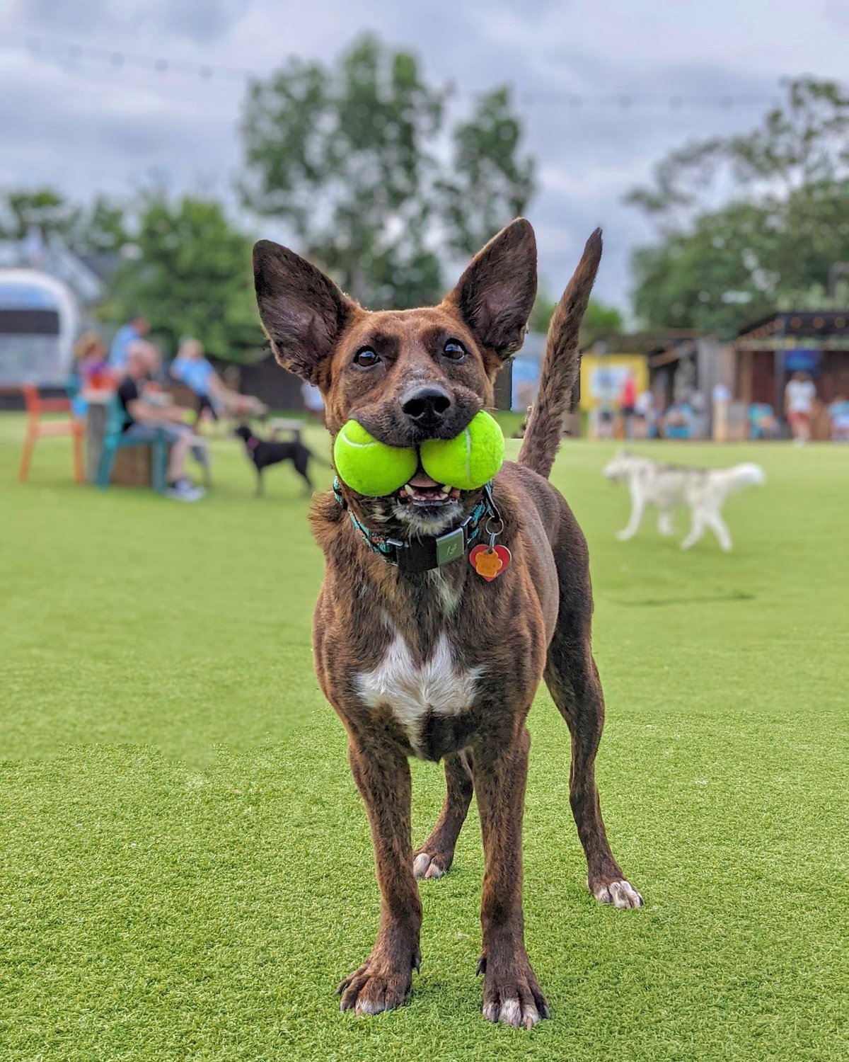 A dog with two tennis balls in his mouth at Fetch Park in Atlanta.