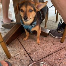 Walnut Ave Cafe restaurant view 4