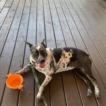 Gordon Street Tavern restaurant view 2