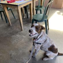 Tia Juana's Mexican Grille & Cantina restaurant view 2