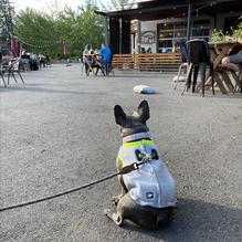 The Growler Guys restaurant view 1