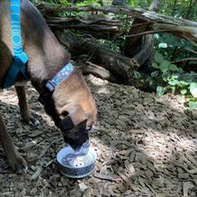 Blue Moon Cafe restaurant view 2