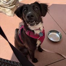 Peach & the Porkchop restaurant view 1