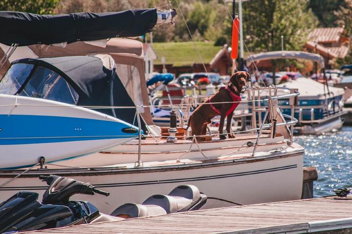 A dog on a boat in Door County, Wisconsin.