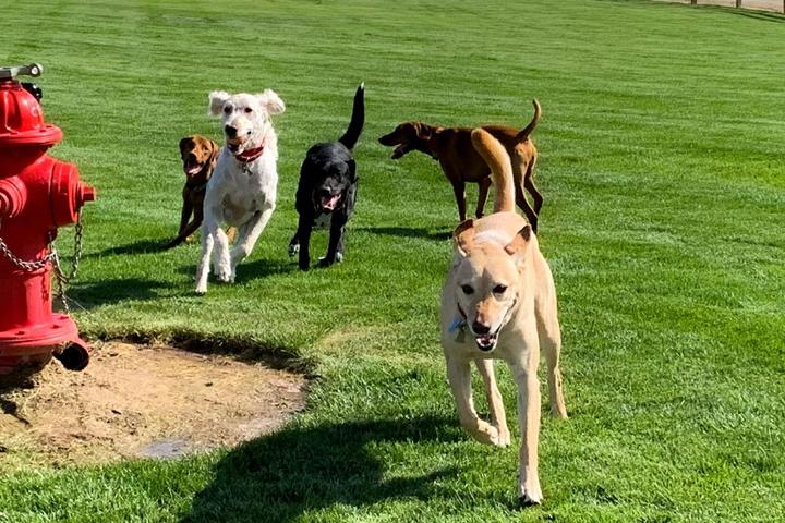 Dogs having fun at a new dog park.
