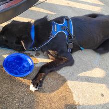 When Pigs Fly BBQ Pit restaurant view 1