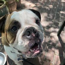 Lily's restaurant view 1