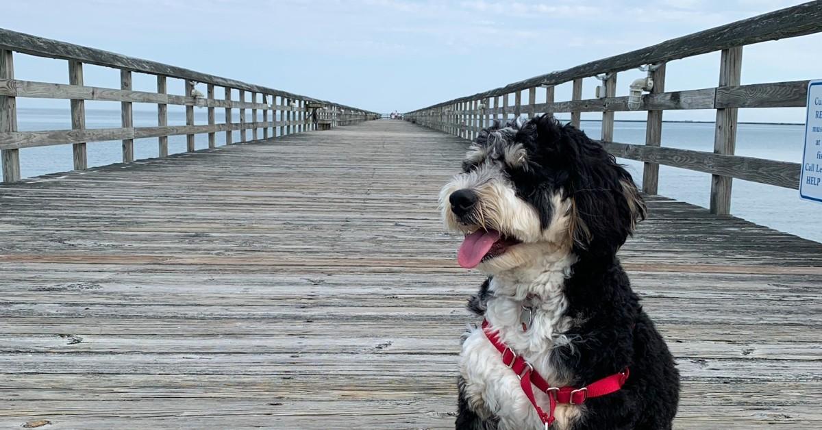 Pup on the pier.
