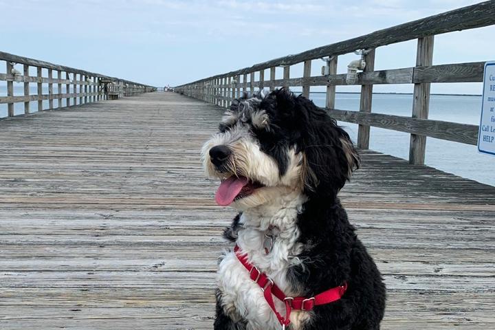 A dog at a fishing pier in Delaware.
