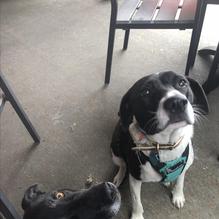 Big Whiskey's restaurant view 1