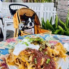 Wind And Sea Is Pet Friendly Wind And Sea Is Pet Friendly