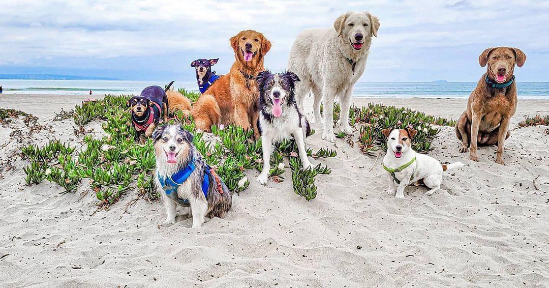 are dogs allowed at coronado beach