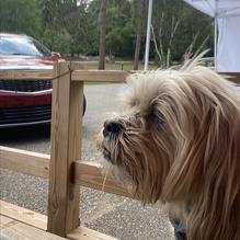 Rudy's Scar Bar + Grille restaurant view 4