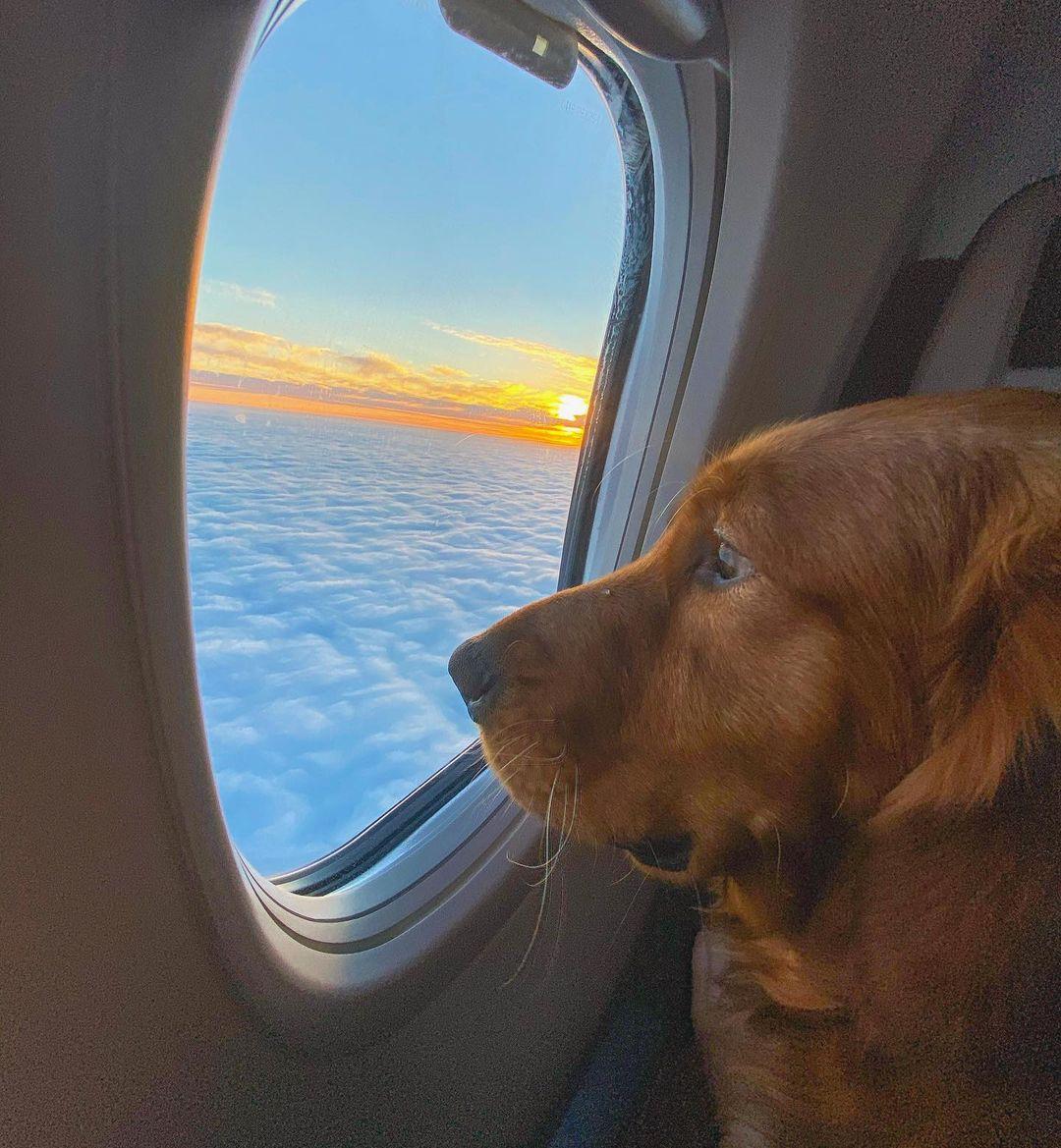 Southwest Airlines Pet Travel Policy Southwest Airlines Pet Travel Policy