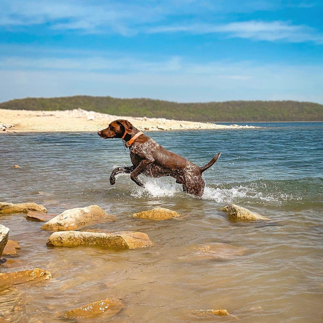 are dogs allowed at spruce valley reservoir nj