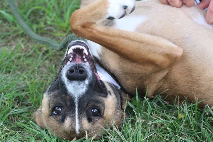 A cute shelter dog gets a belly rub.