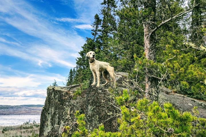 A dog looks out over a cliff during a hike in Minnesota.