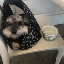 Elli's Great American Restaurant restaurant view 2