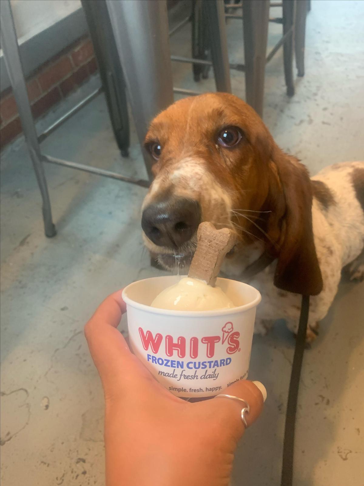 Whit's Frozen Custard restaurant view 1