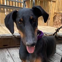 D.O.G. restaurant view 1