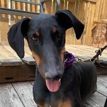 D.O.G. restaurant view 2