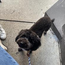 Five Horses Tavern restaurant view 1