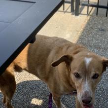 The Local House restaurant view 1