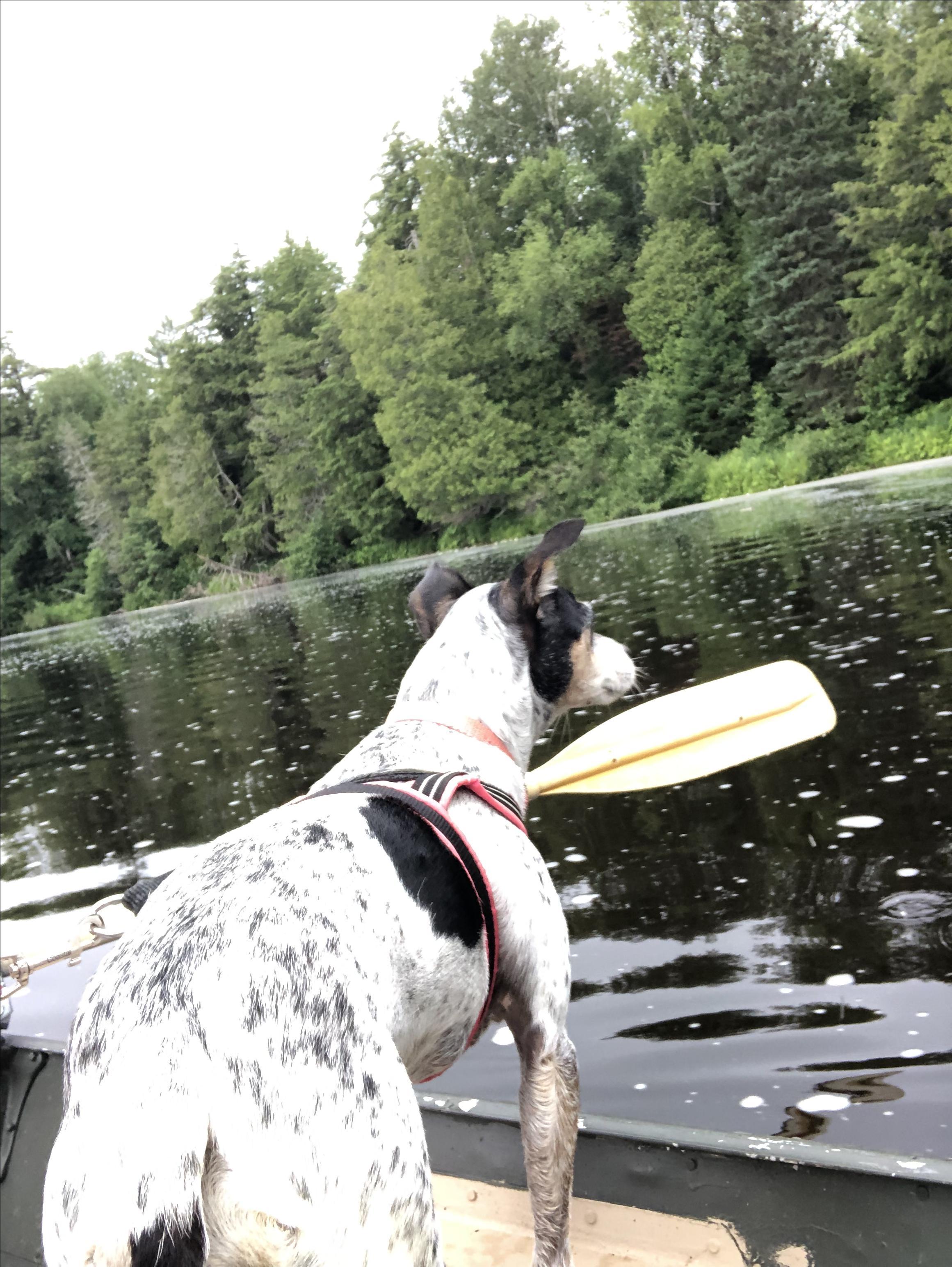 se permiten perros en el parque estatal tahquamenon falls