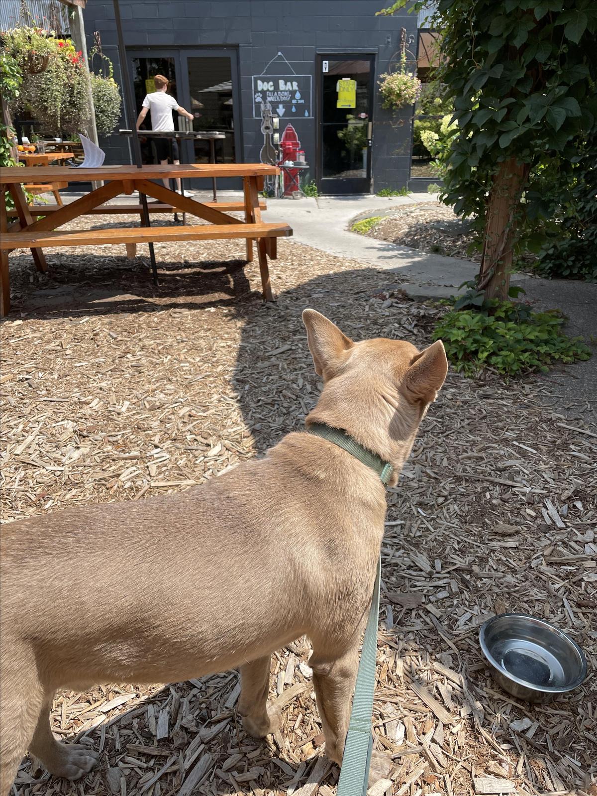 Forager Brewery & Kutzky Market restaurant view 5