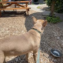 Forager Brewery & Kutzky Market restaurant view 5