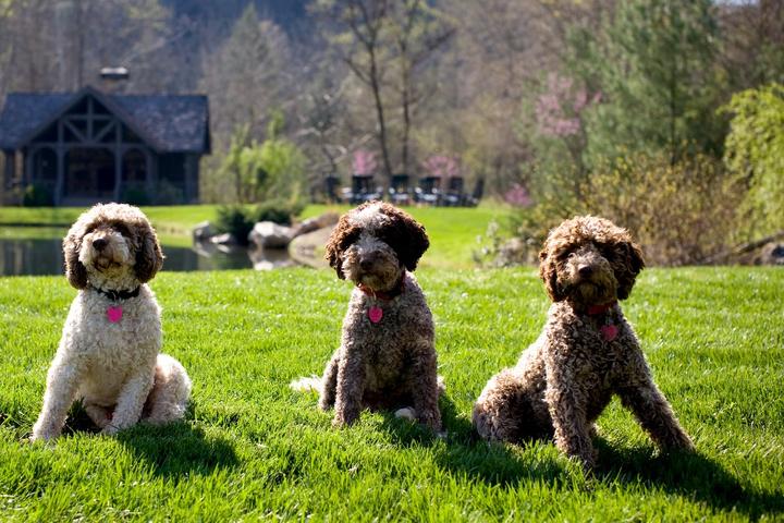 Three truffle dogs at Blackberry Farm, a pet-friendly resort.