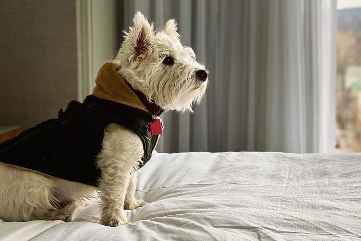 A dog sits on the bed at a pet-friendly Marriott Hotel in Ithaca.