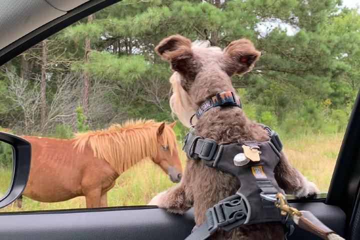 A dog looks at a horse from the car.