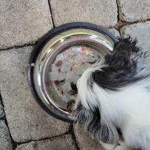 Thai Martinsburg Restaurant restaurant view 4